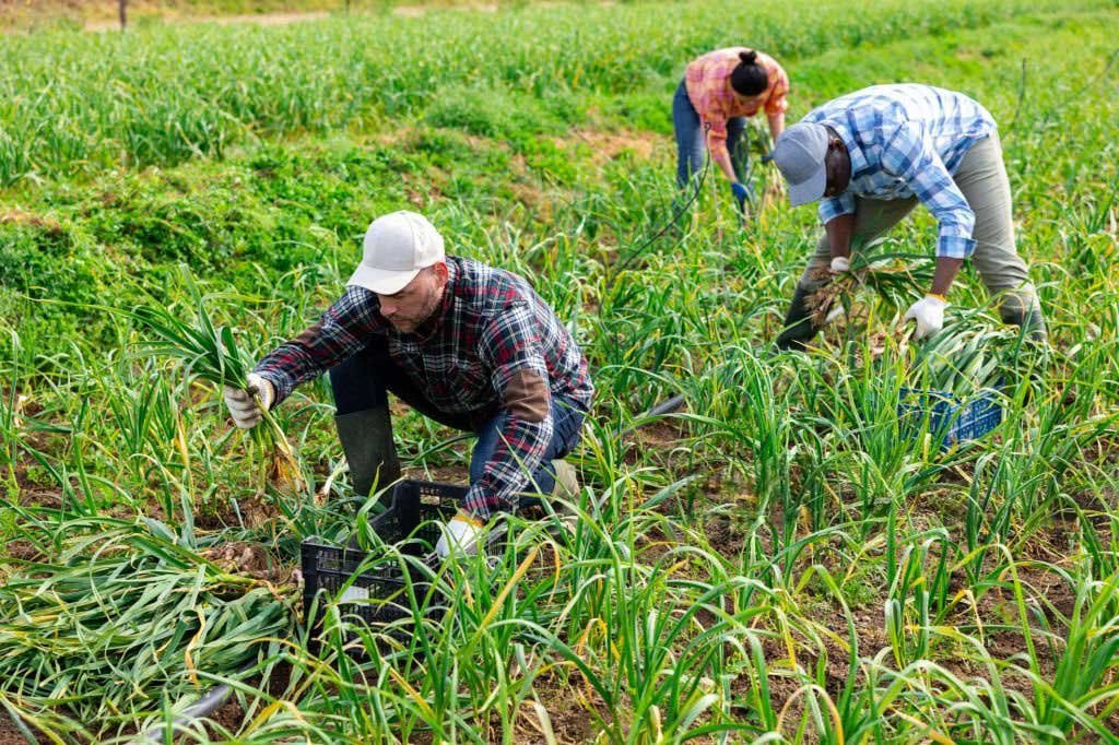 hire manpower from South Asia to Europe for agricultural fieldwork and harvesting